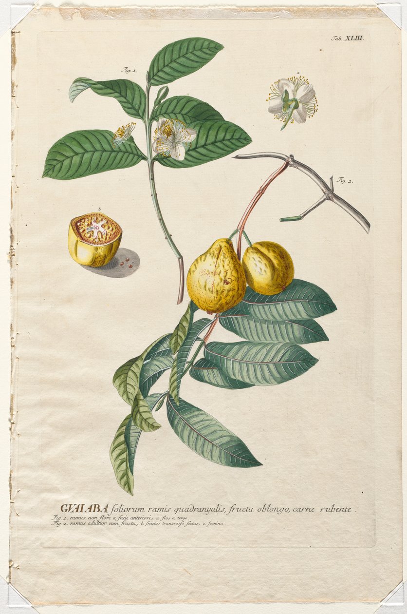 Udvalgte planter 43 - Guaiaba. af Georg Dionysius Ehret