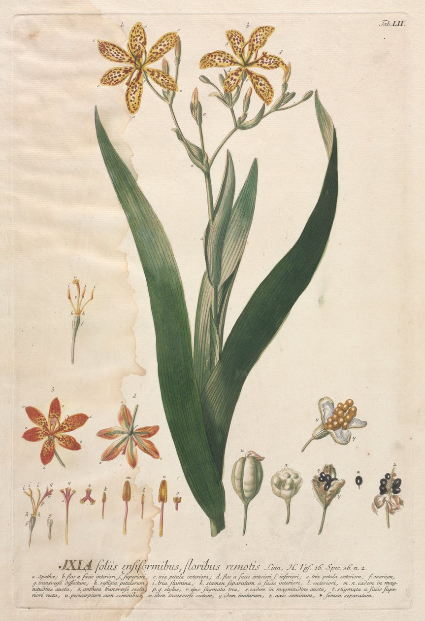Udvalgte planter 52 - Ixia. af Georg Dionysius Ehret