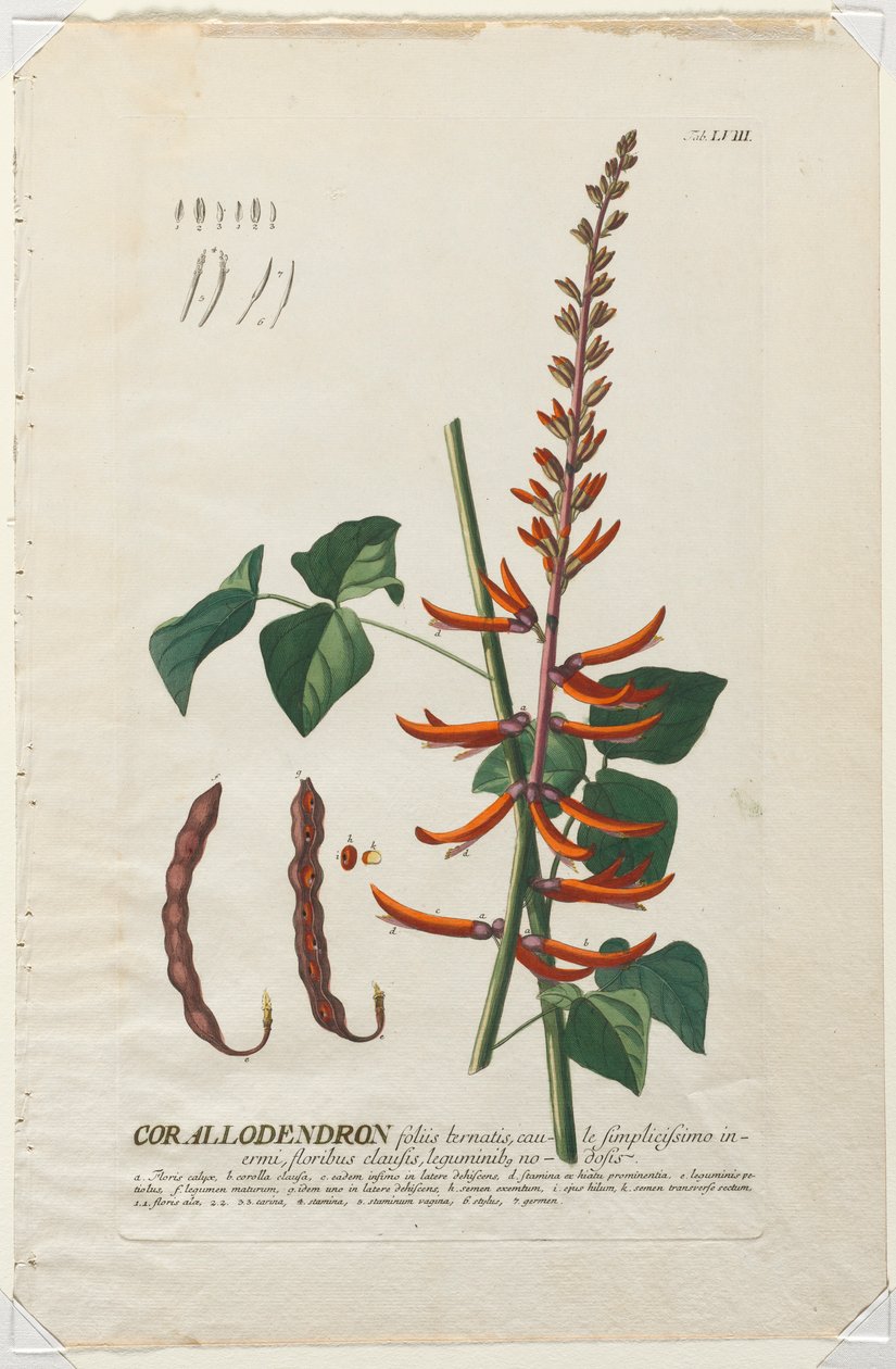Udvalgte planter 58 - Corallodendron. af Georg Dionysius Ehret