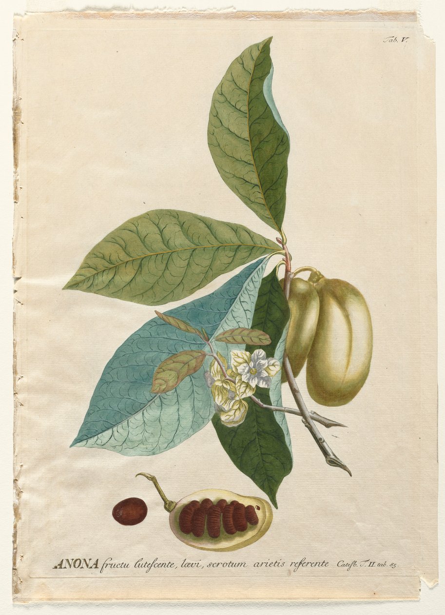 Udvalgte planter 5 - Anona. af Georg Dionysius Ehret