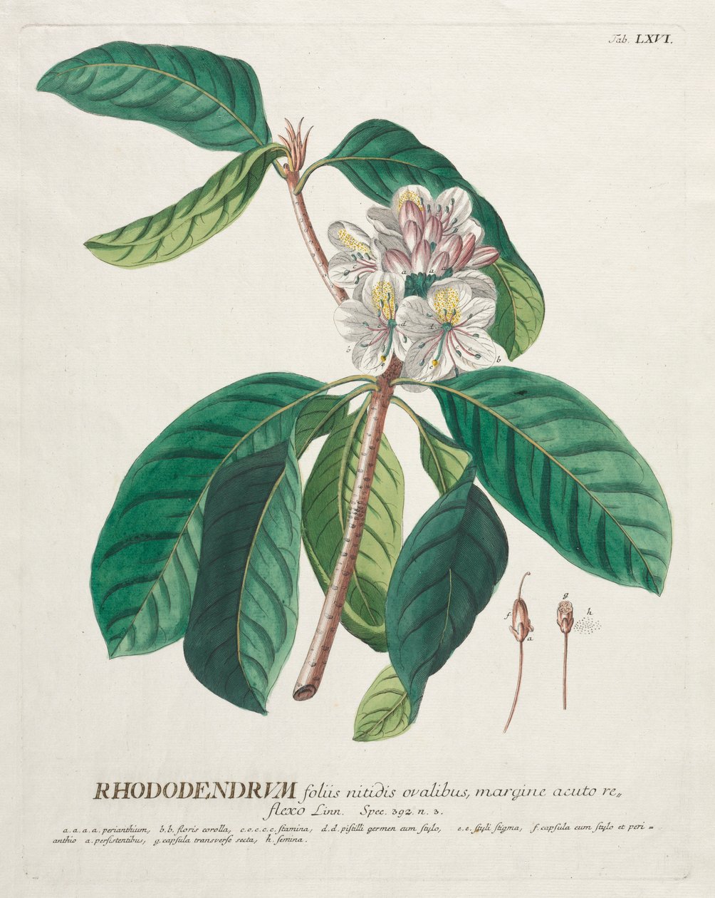 Udvalgte planter 66 - Rhododendron. af Georg Dionysius Ehret