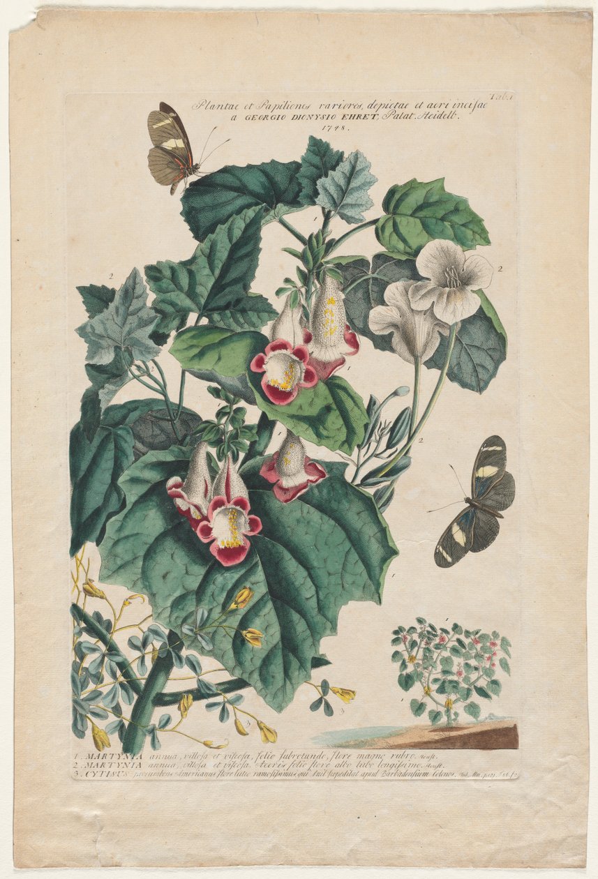 Mere sjældne planter og sommerfugle: Martynia, 1748 af Georg Dionysius Ehret