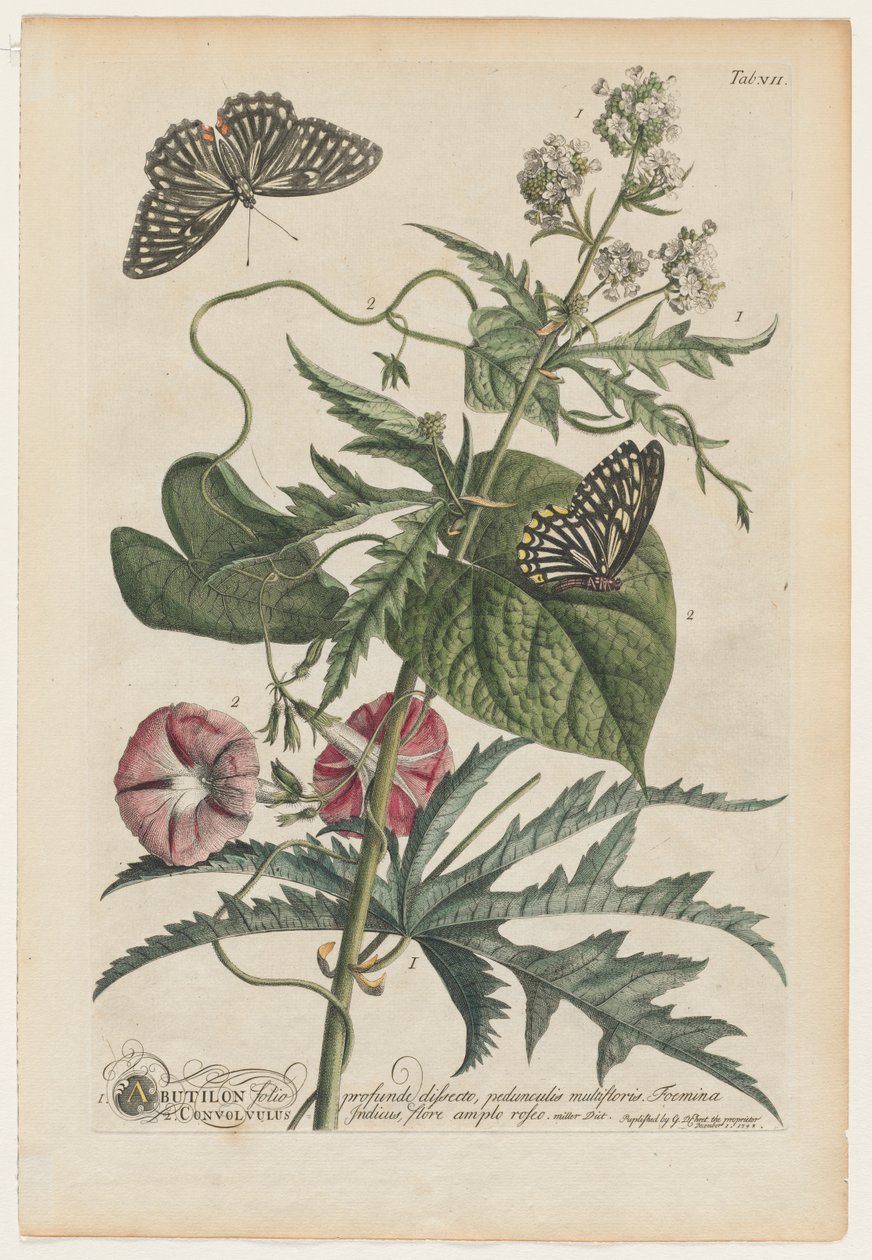 Sjældnere planter og sommerfugle: Nej. 7 af Georg Dionysius Ehret