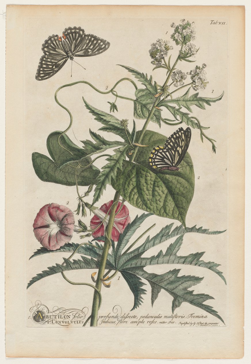 Mere sjældne planter og sommerfugle 7, 1748 af Georg Dionysius Ehret