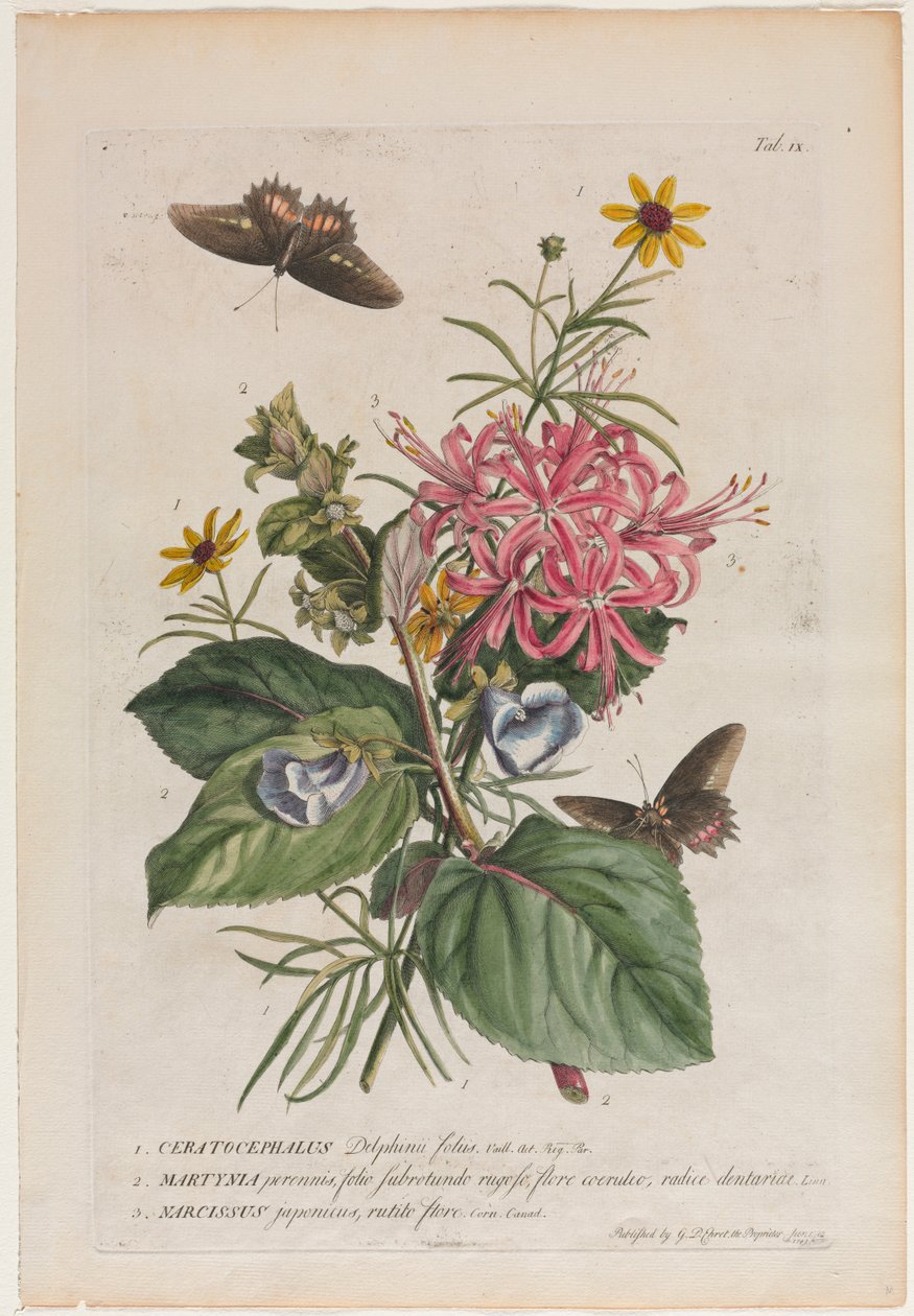 Mere sjældne planter og sommerfugle 9, 1749 af Georg Dionysius Ehret