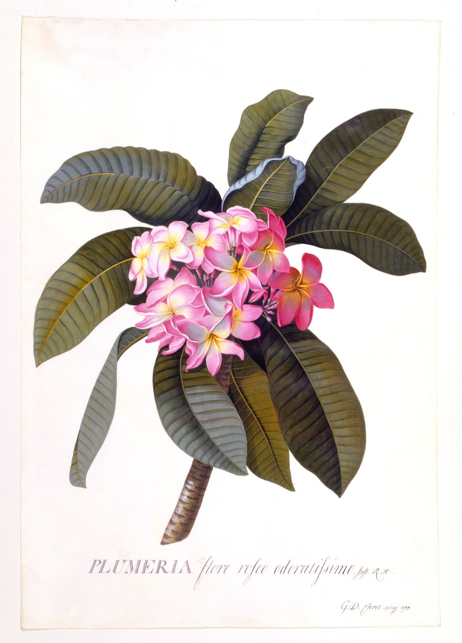 Plumeria, c 1744 håndfarvet gravering. af "Georg Dionysius Ehret