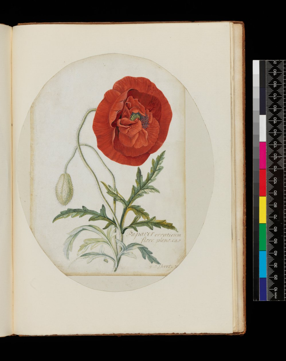 Valmue (Papaver erraticum), 1772 (blyant, wc og kropsfarve på vellum) af Georg Dionysius Ehret