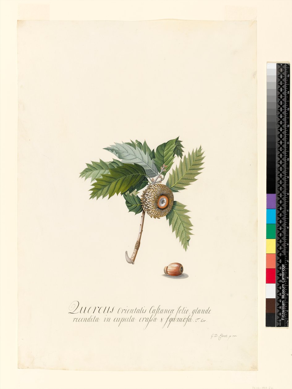 Quercus Orientalis, 1742 (wc og kropsfarve på vellum) af Georg Dionysius Ehret