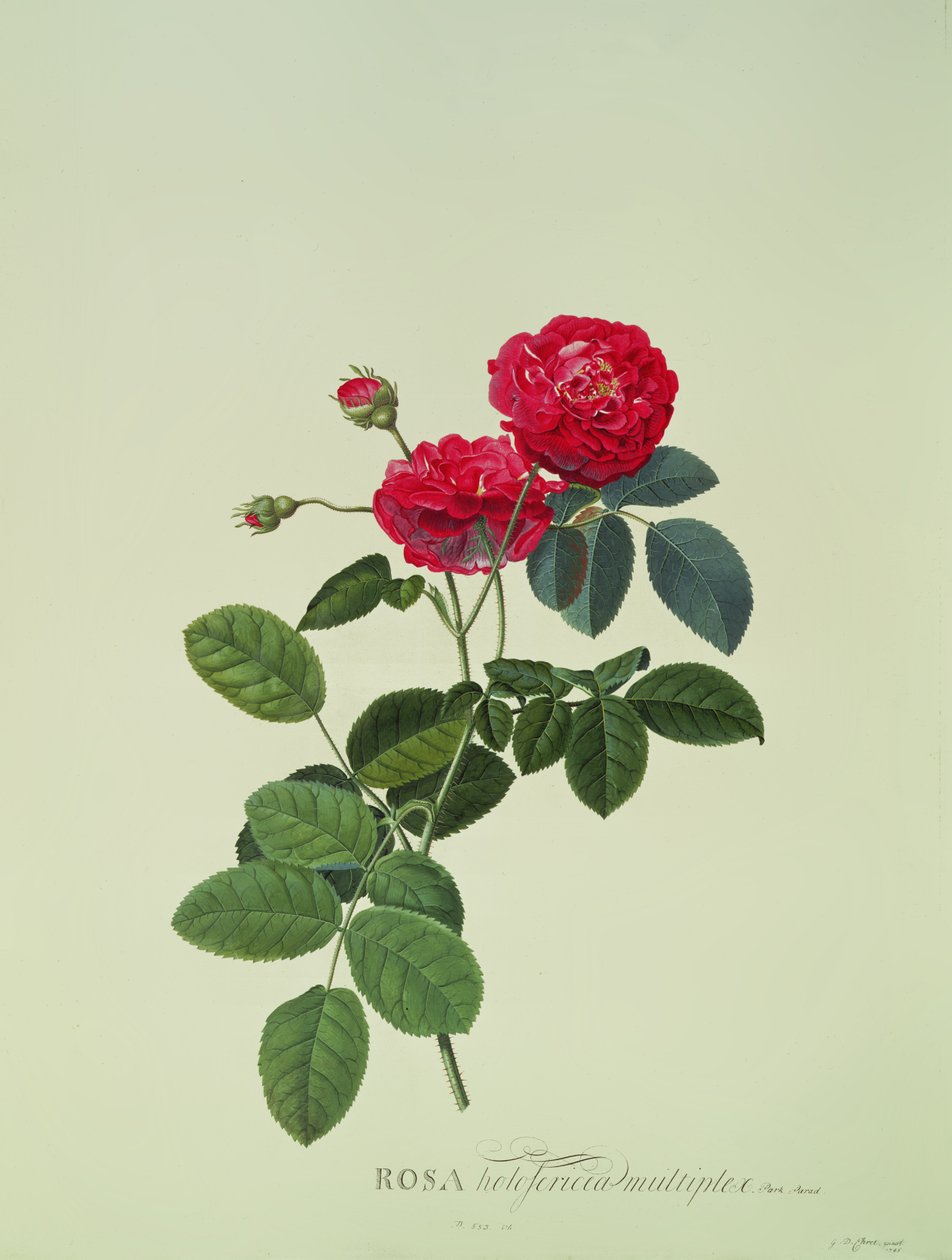 Rosa: Holoferica multiplex (Park Parade) af Georg Dionysius Ehret