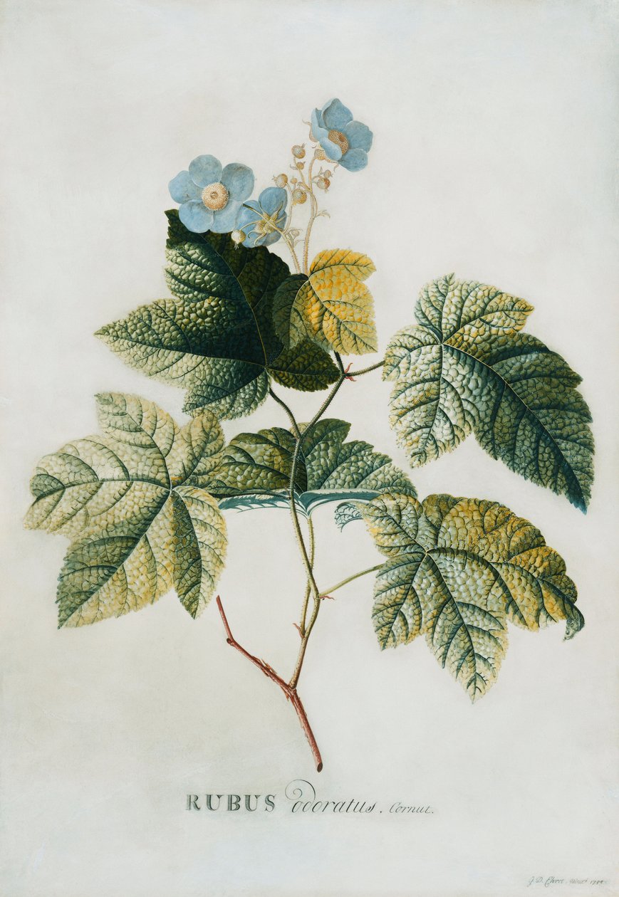 Rubus, 1744 af Georg Dionysius Ehret