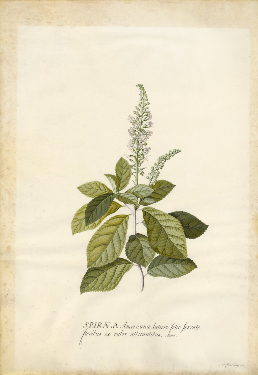 Spiraea af Georg Dionysius Ehret