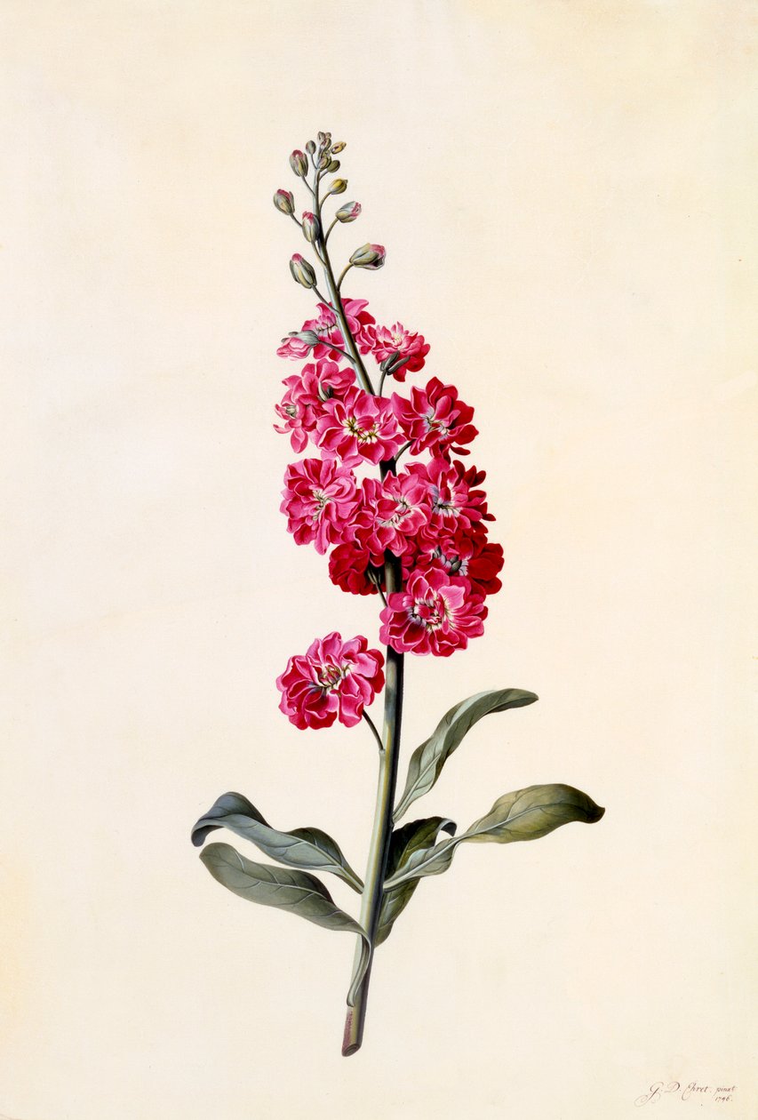 Aktie Matthiola Incana, ca. 1746 håndkoloreret gravering. af "Georg Dionysius Ehret