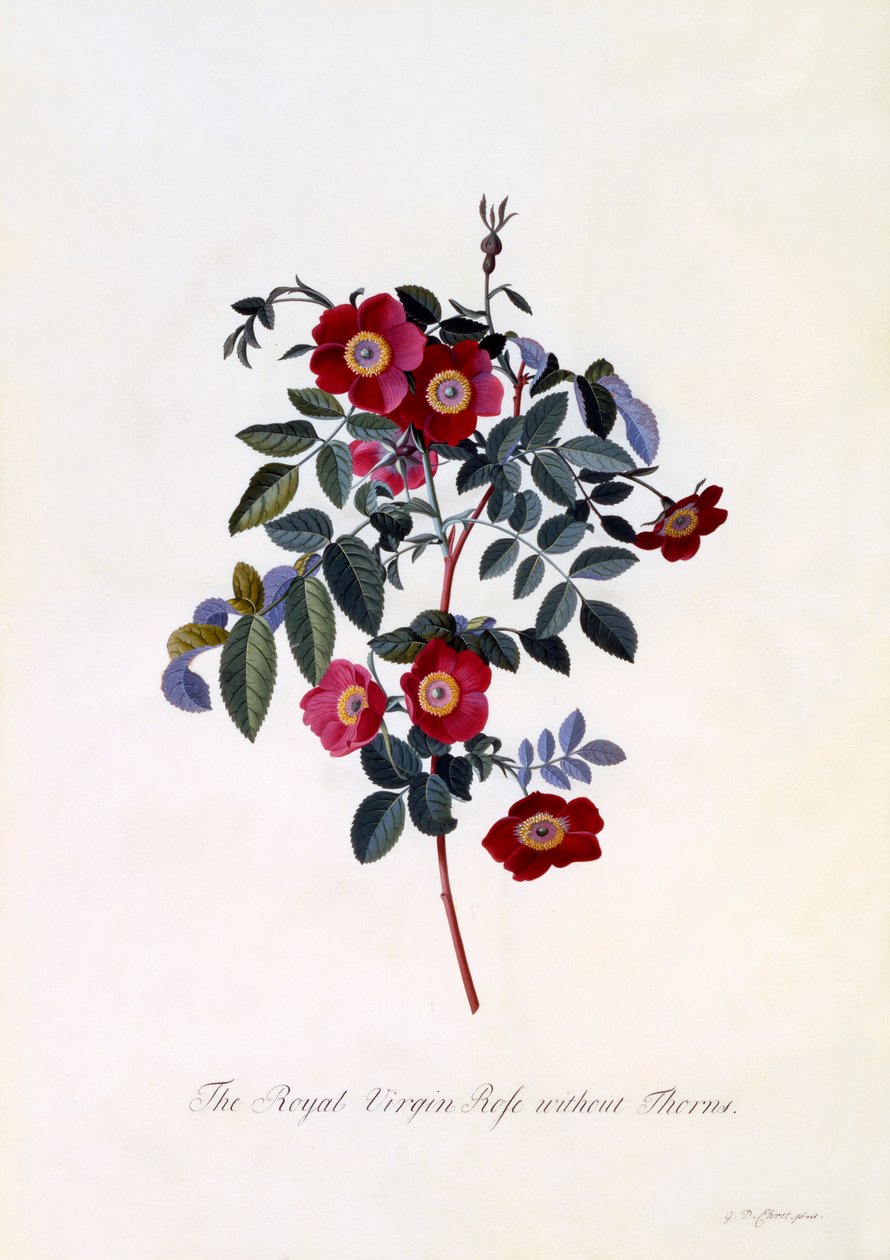 Den kongelige jomfrurose uden torne, ca. 1745 håndfarvet gravering. af "Georg Dionysius Ehret
