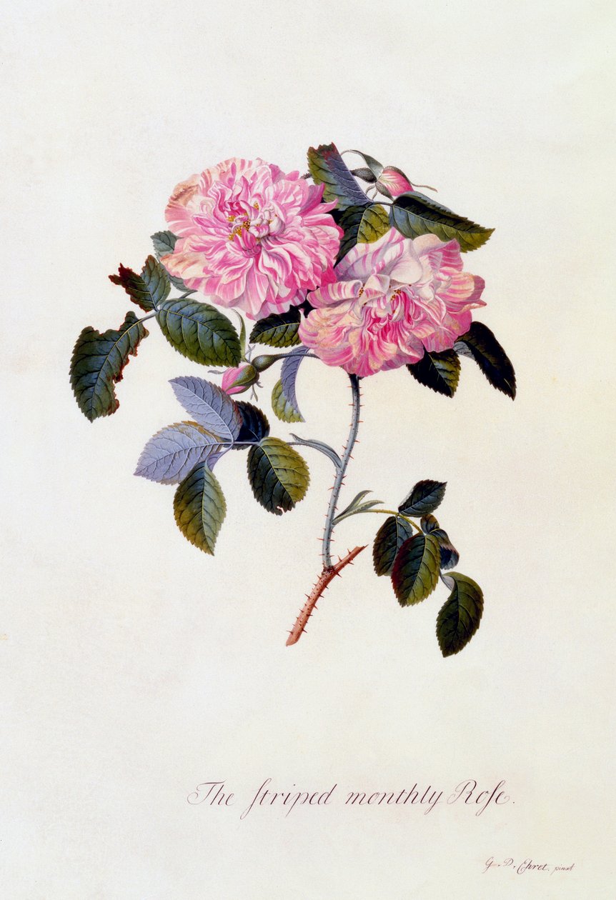 Den stribede månedsrose, ca. 1745 håndfarvet gravering. af "Georg Dionysius Ehret