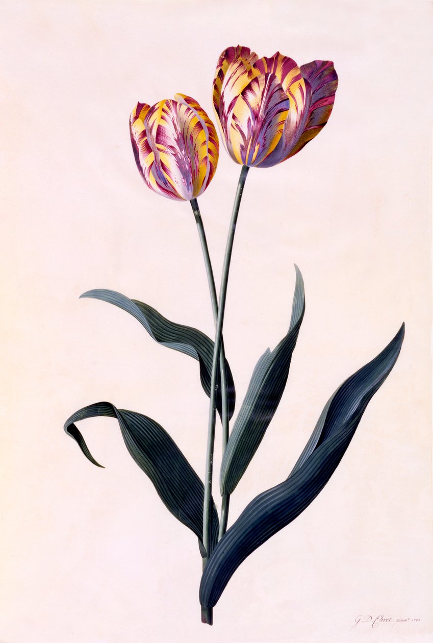 Tulipan, ca. 1744 håndfarvet gravering. af "Georg Dionysius Ehret