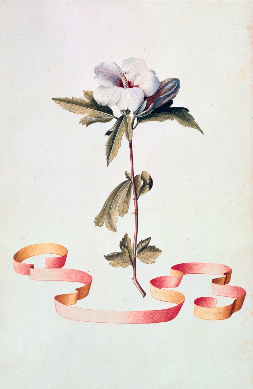 Hvid hibiscus af Georg Dionysius Ehret