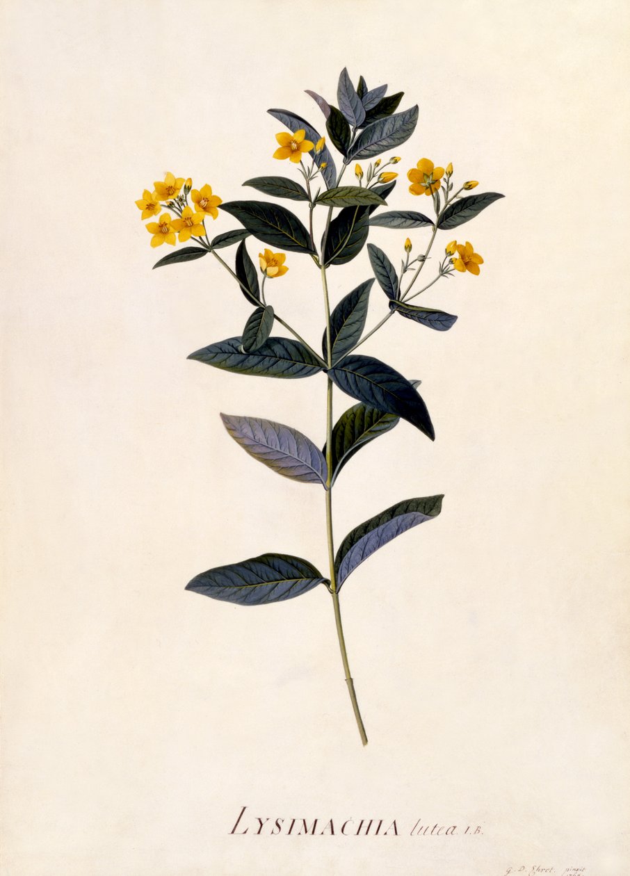 Yellow Loosestrife, ca. 1760 (håndkoloreret gravering) af Georg Dionysius Ehret