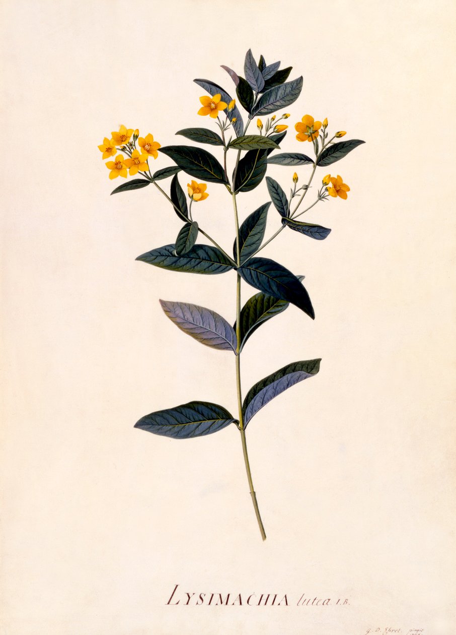 Gul Loosestrife, c 1760 håndfarvet gravering. af "Georg Dionysius Ehret