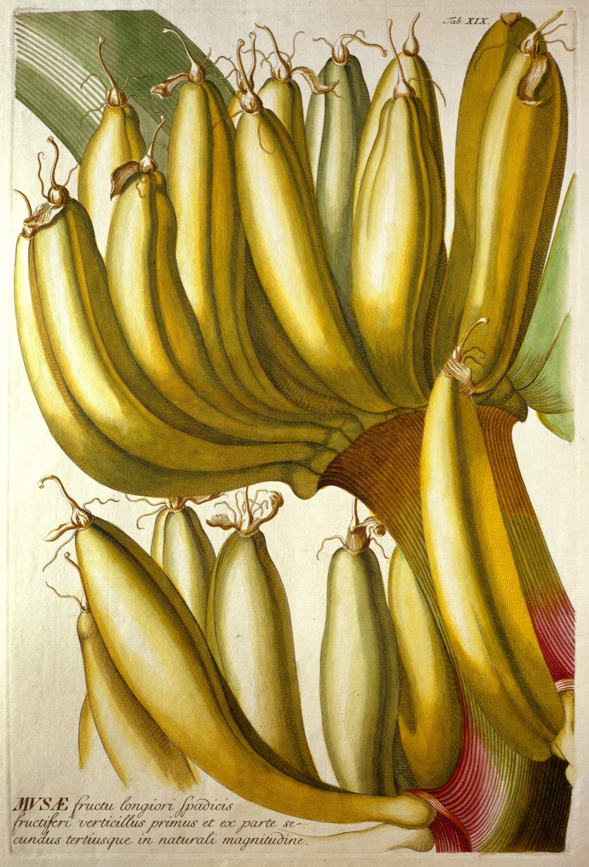 Unge bananer, fra C. J. Trews "Plants Selected", 1750-73 af Georg Dionysius Ehret