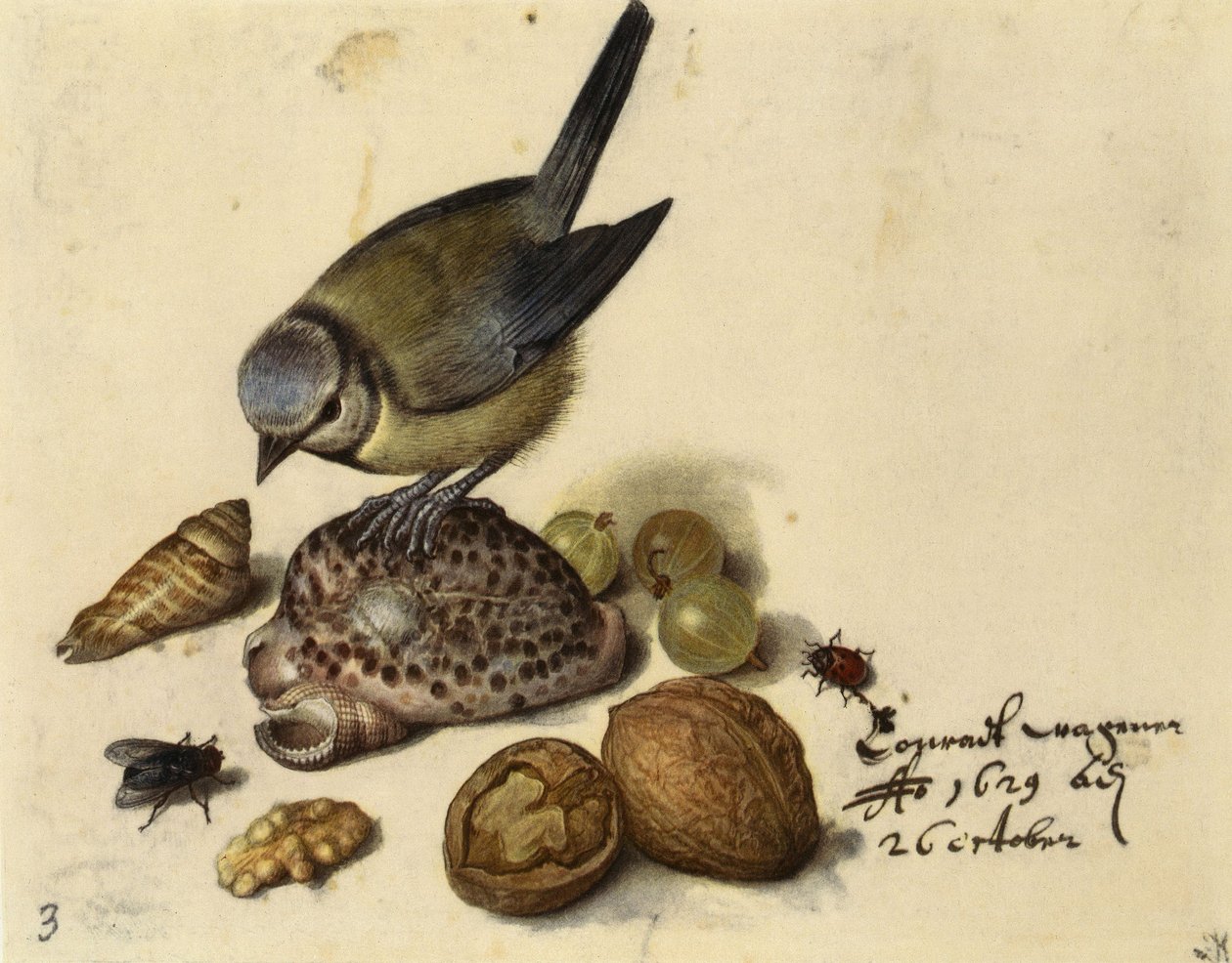 Stilleben med blåmejse, skaller, frugter og insekter, 1629. af Georg Flegel