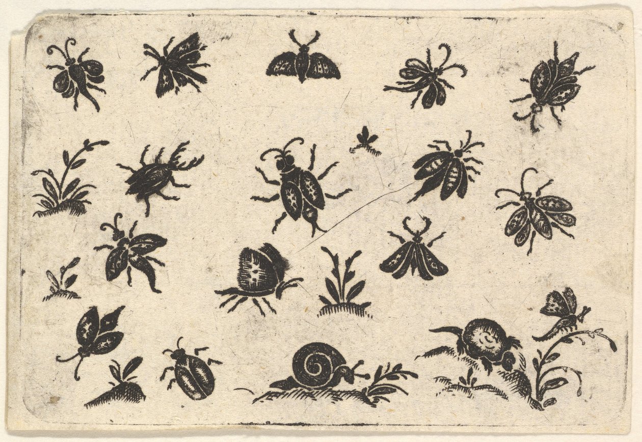 Små motiver af insekter og planter, 1596. af Georg Herman