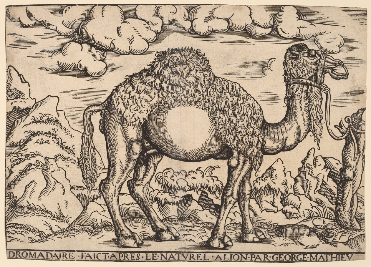 En Dromedar af Georg Mattheus