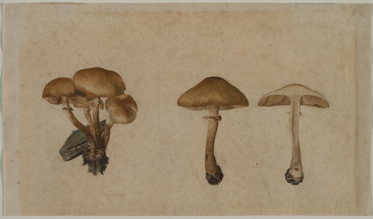 Svampe af Georg Wilhelm Baurenfeind