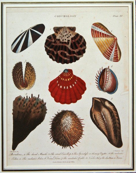 Muslinger, planche XV fra "G. W. Knorr