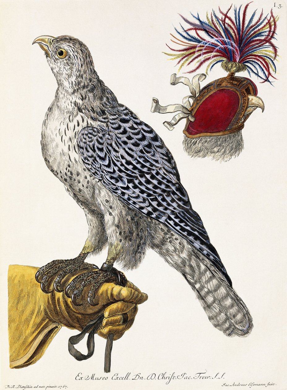 Falkejagt, plade 3, fra "Delights of Nature Selected", 1771 af Georg Wolfgang Knorr