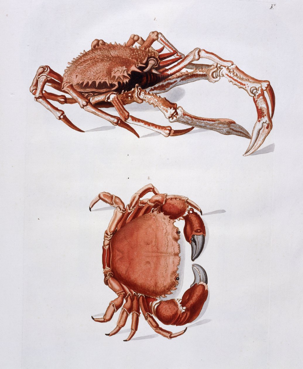 Illustration af hummer og krabbe, af Georg Wolfgang Knorr