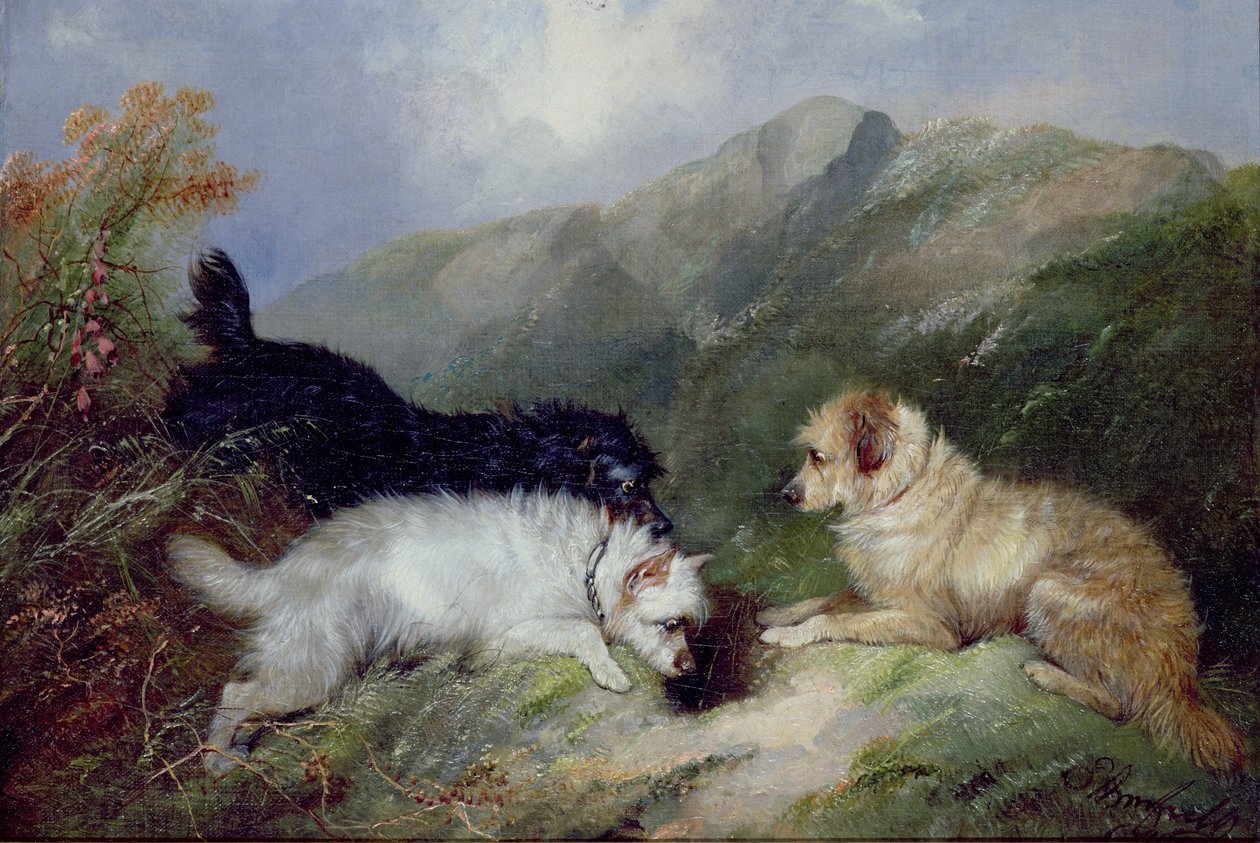 Terrier kanin af George Armfield