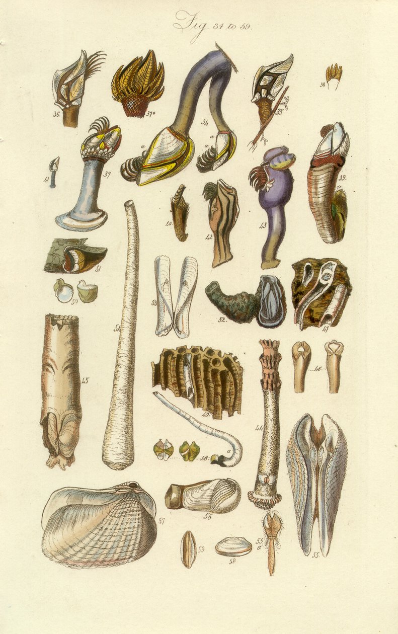 Konkologisk manuel plade 2. Barnacle og andre skaller af George B. Sowerby
