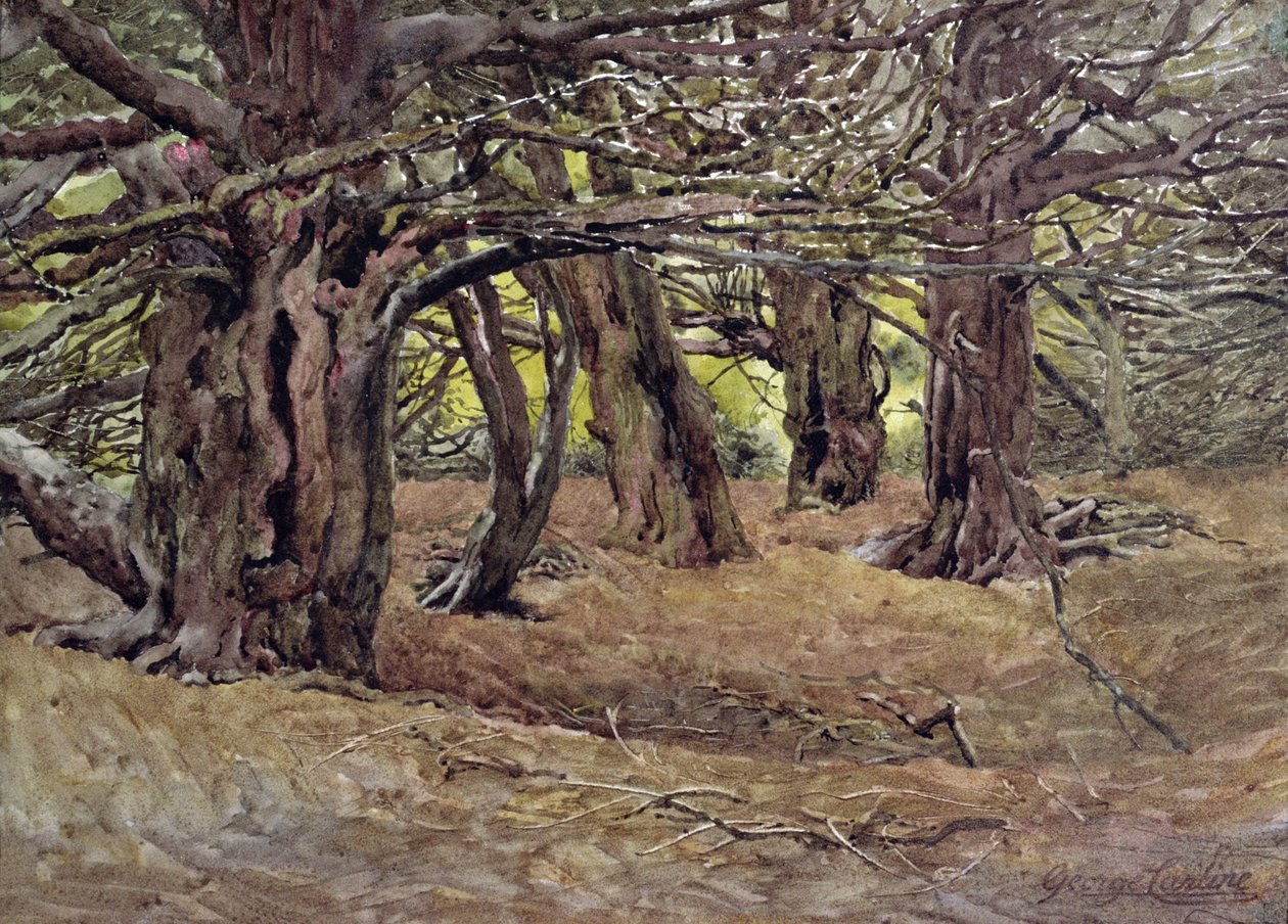 Taks i Old Yew Wood, Earl of Radnor