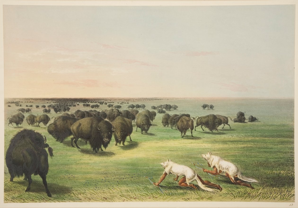 Indianere, der jager bøflen under en maske af ulveskind, fra Illustrations of the Manners, Customs & Conditions of the North American Indians, London, 1845 (håndfarvet gravering) af George Catlin