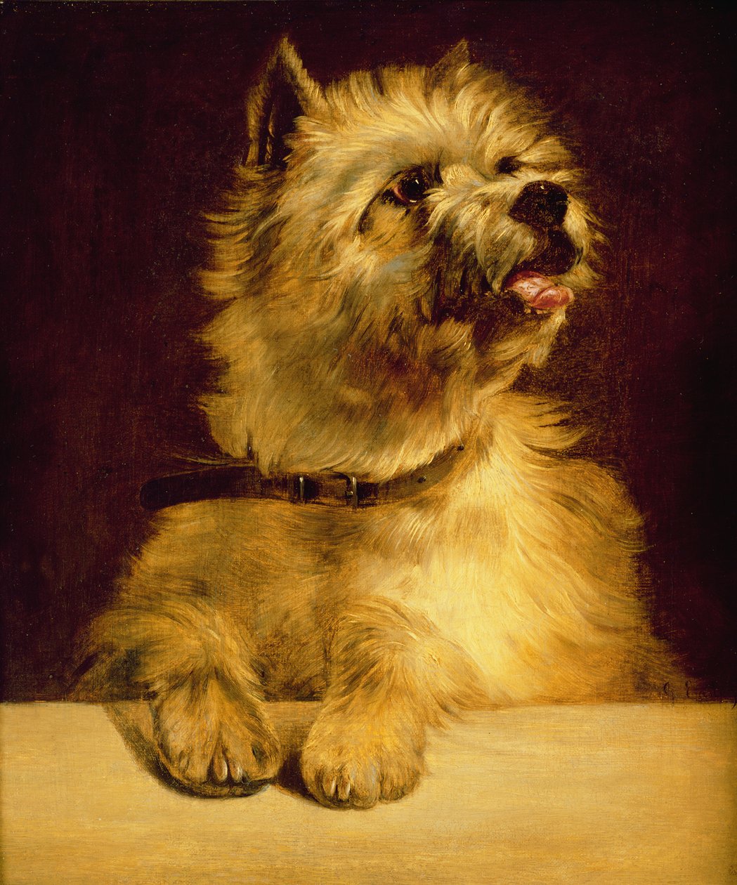 Cairn Terrier af George Earl
