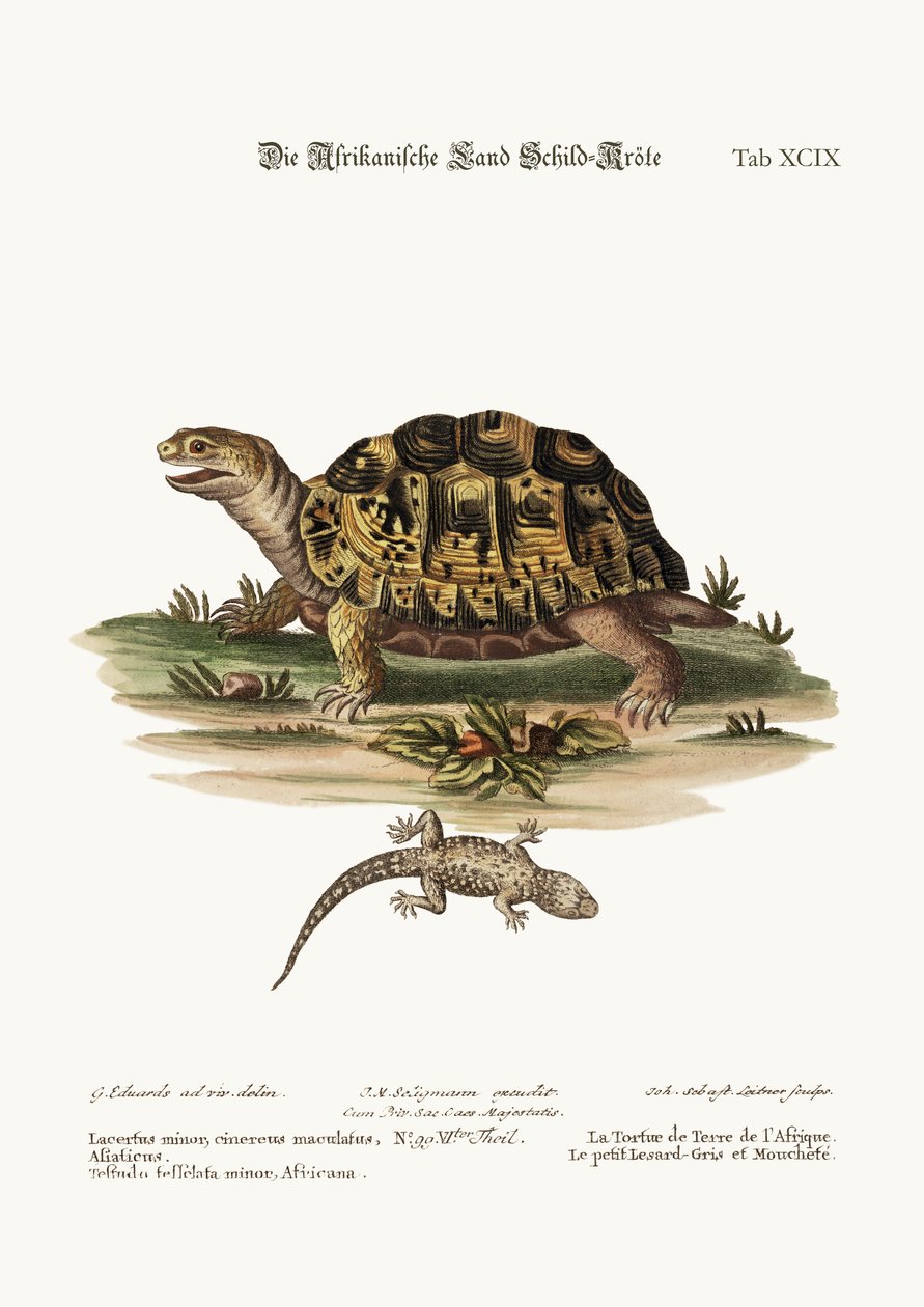 Den afrikanske landskildpadde. Den lille plettede grå øgle, 1749-73 af George Edwards