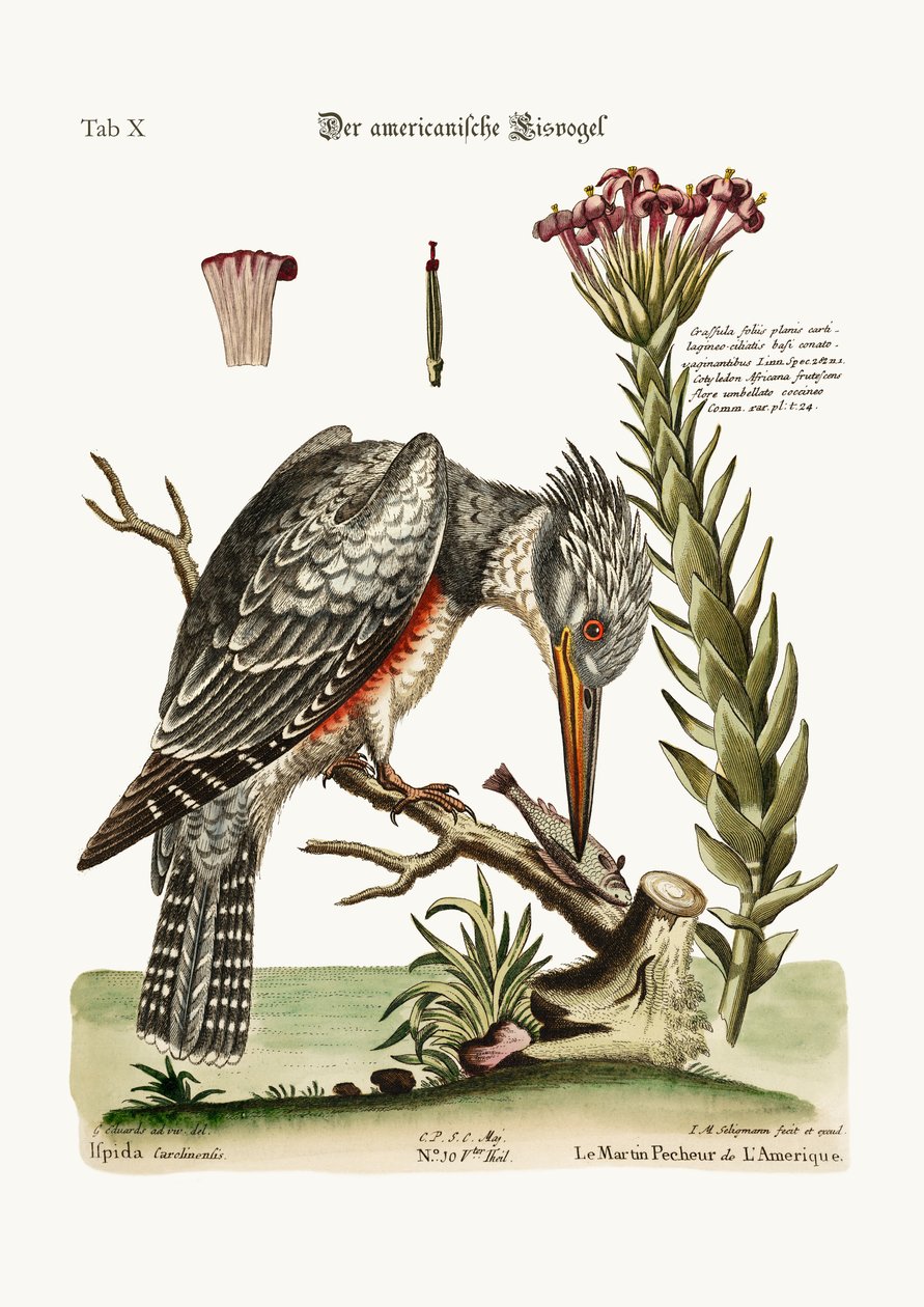 The American Kingfisher, 1749-73 af George Edwards
