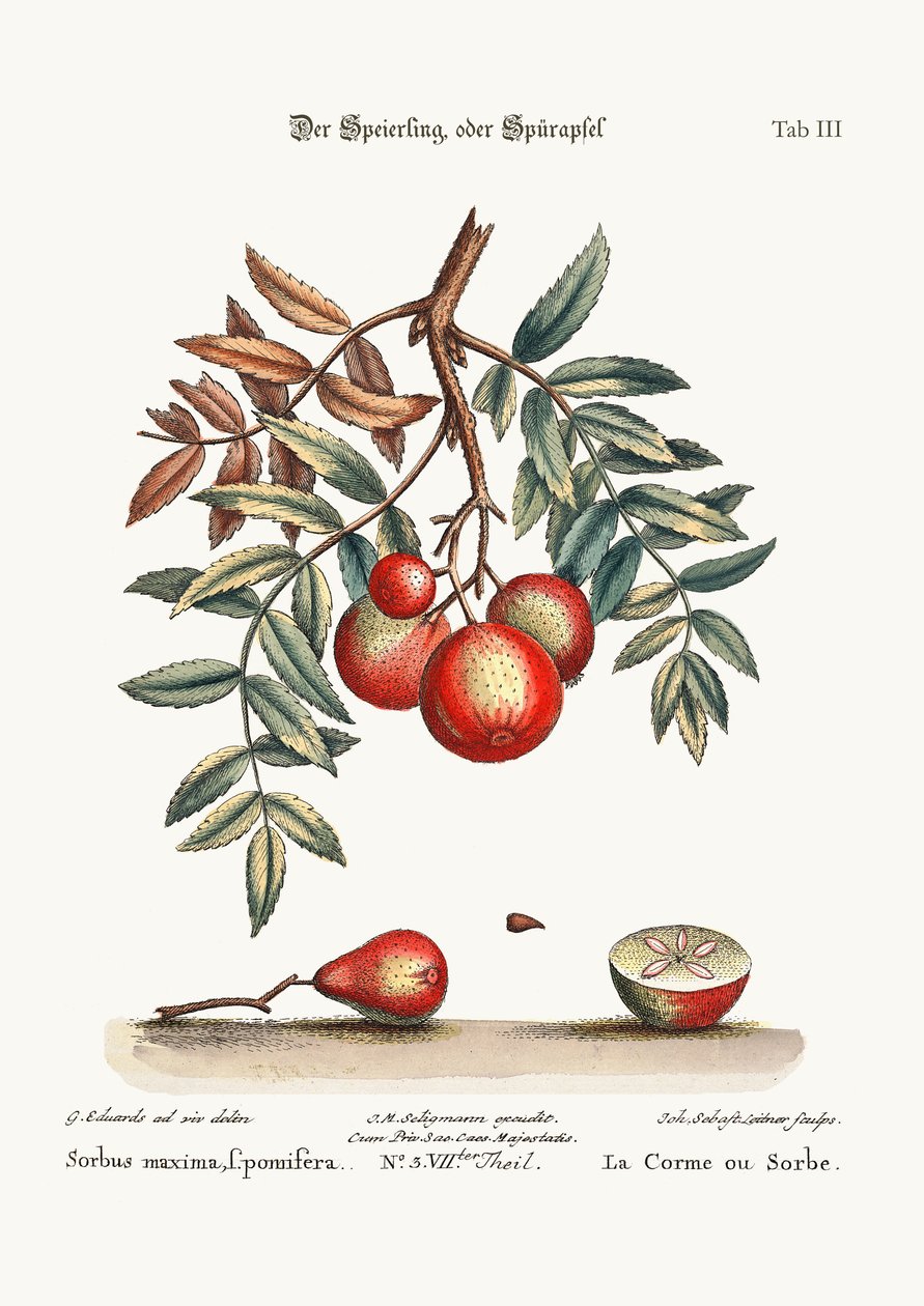 Apple-tjenesten, 1749-73 af George Edwards