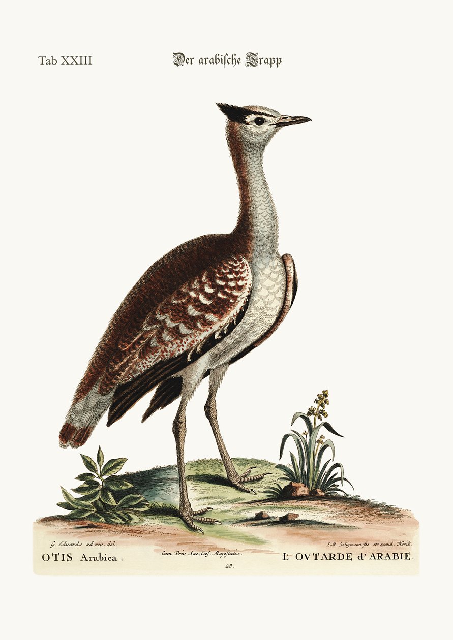 Den arabiske bustard, 1749-73 af George Edwards