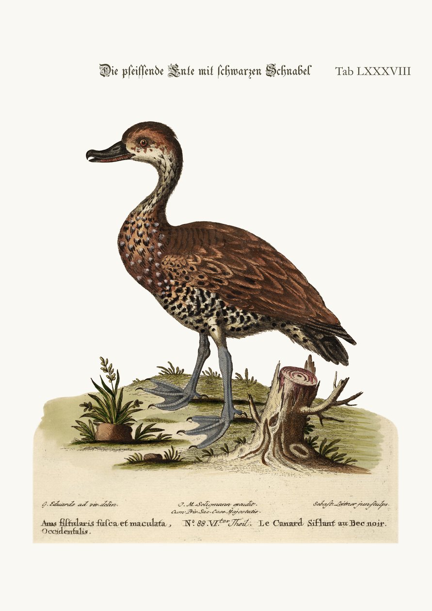 Den sortnæbede fløjteand, 1749-73 af George Edwards