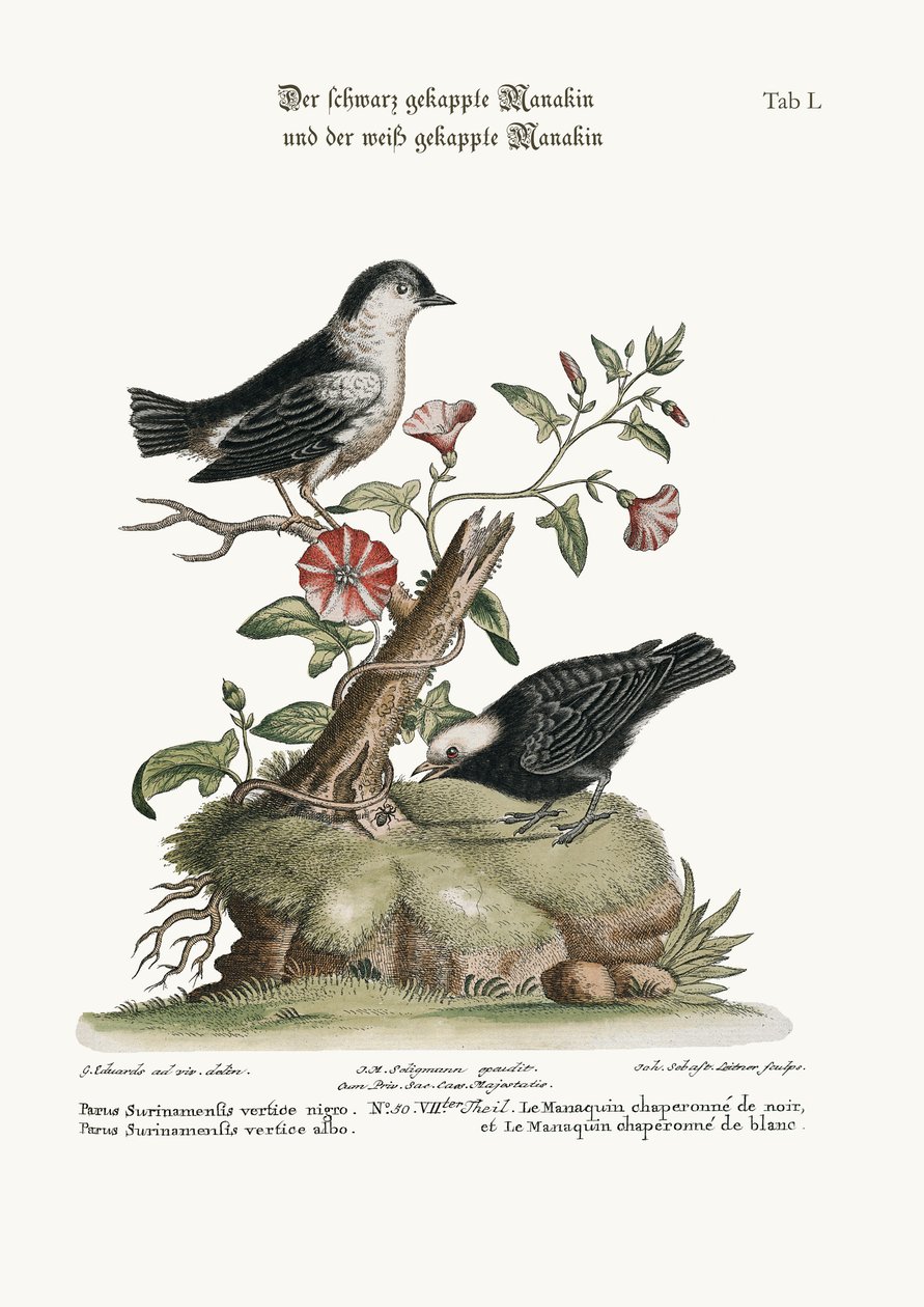 Den sorthovedede manakin og den hvidhovedede manakin, 1749-73 af George Edwards