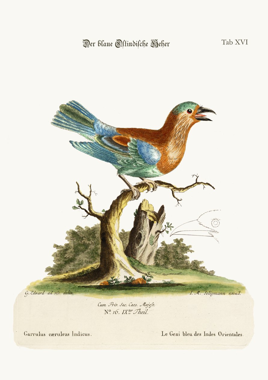 The Blue Jay fra Østindien, 1749-73 af George Edwards