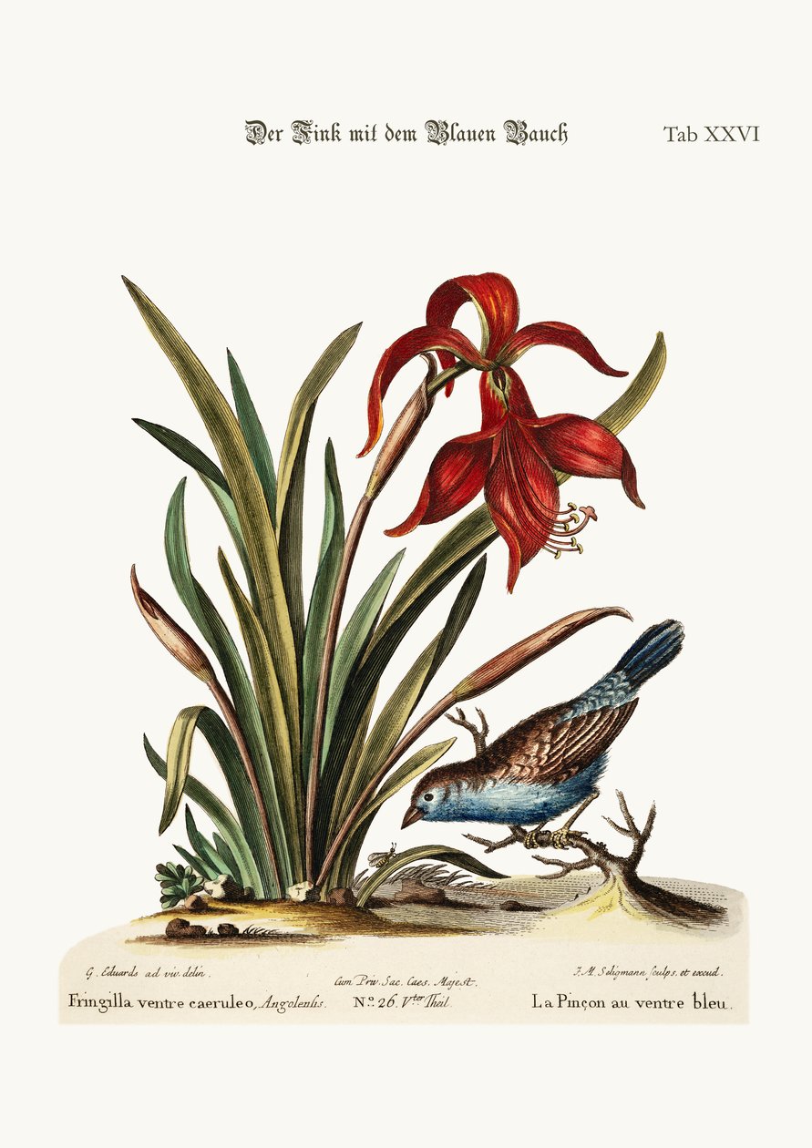 Den blåbugede finke. Narcissus Jacobea, 1749-73 af George Edwards