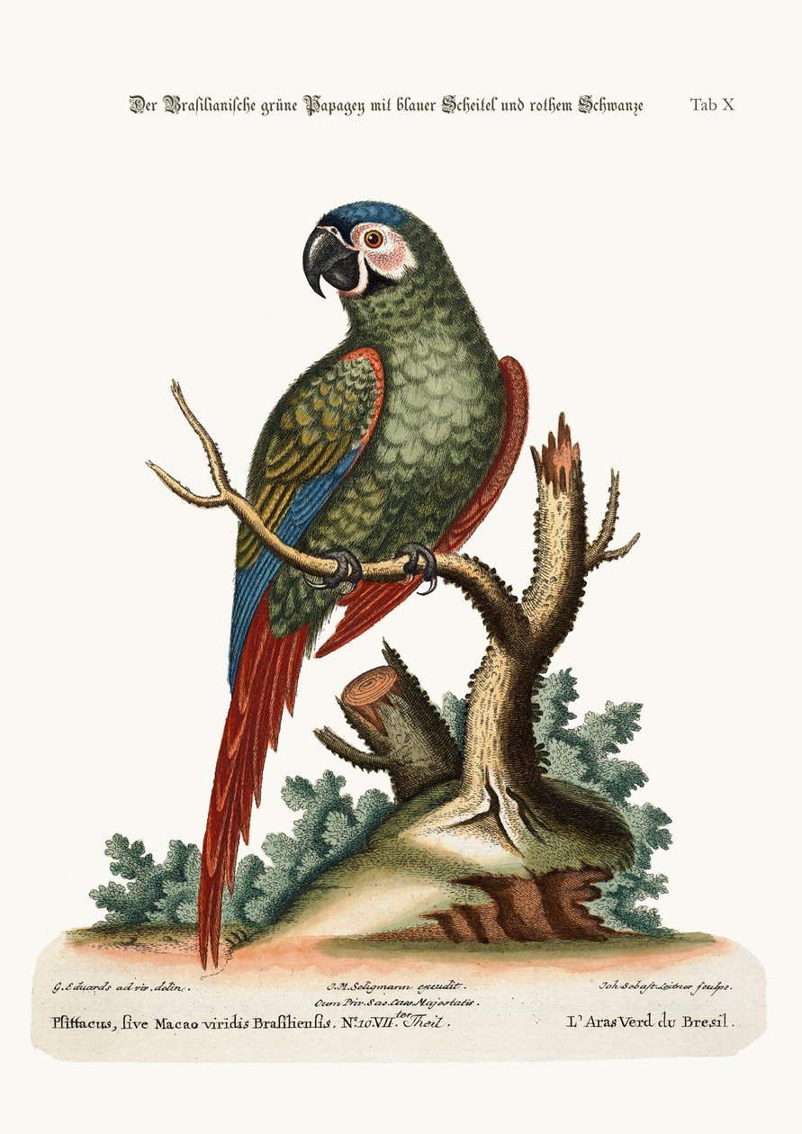 Den brasilianske grønne ara, 1749-73 af George Edwards