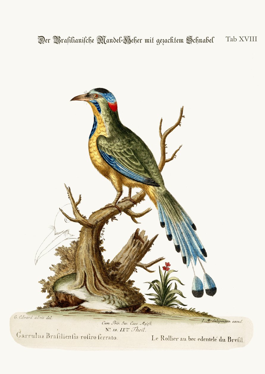 Den brasilianske savsnæbbet rulle, 1749-73 af George Edwards