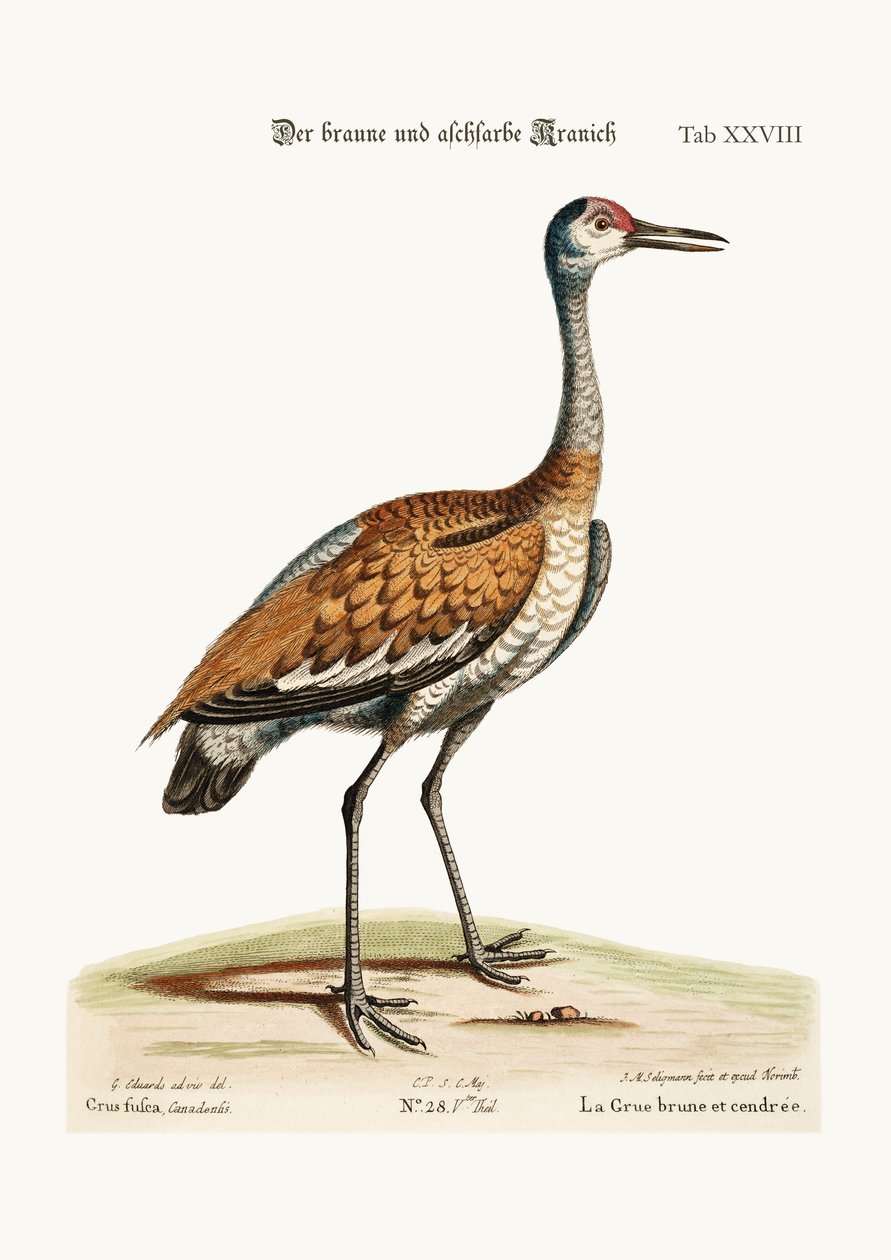 Den brune og askefarvede trane, 1749-73 af George Edwards