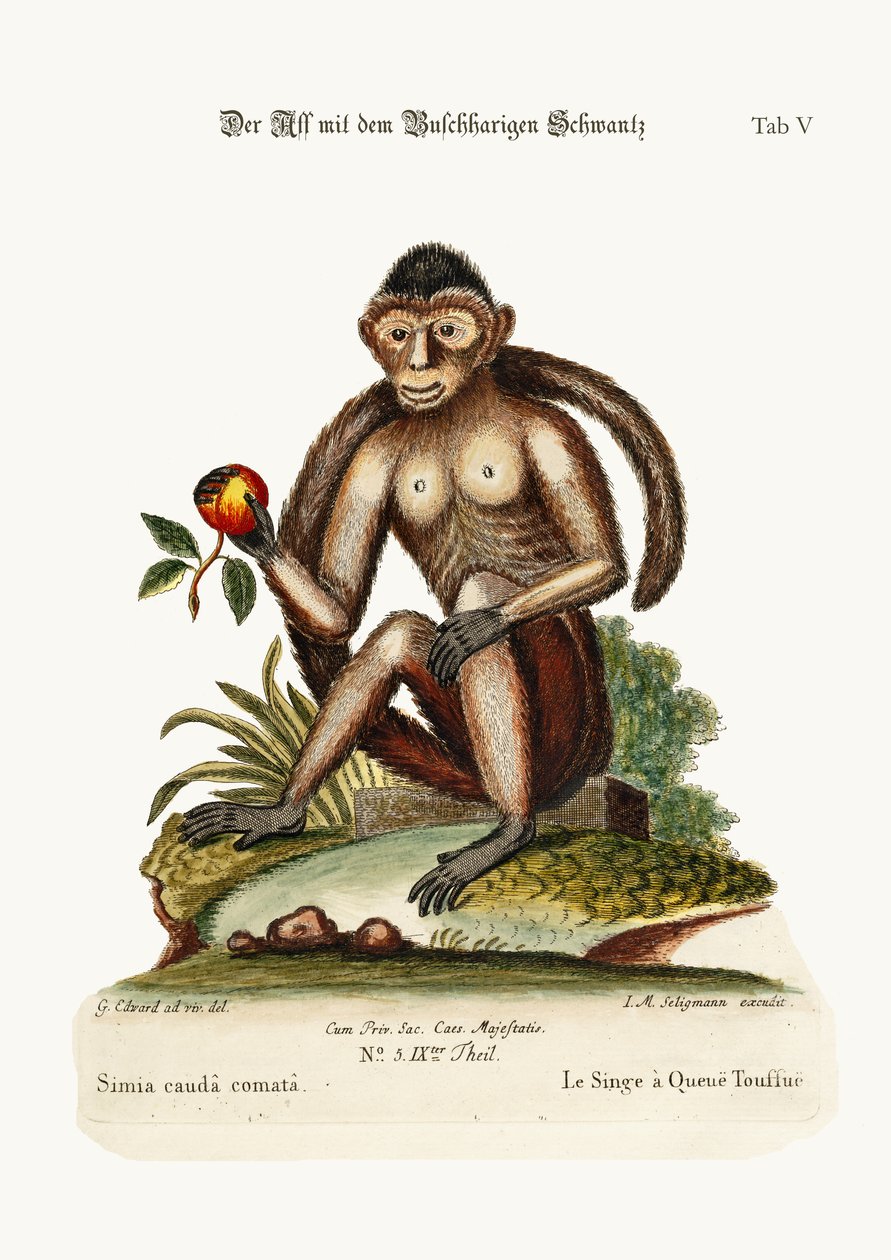 Bush-tailed Monkey, 1749-73 af George Edwards