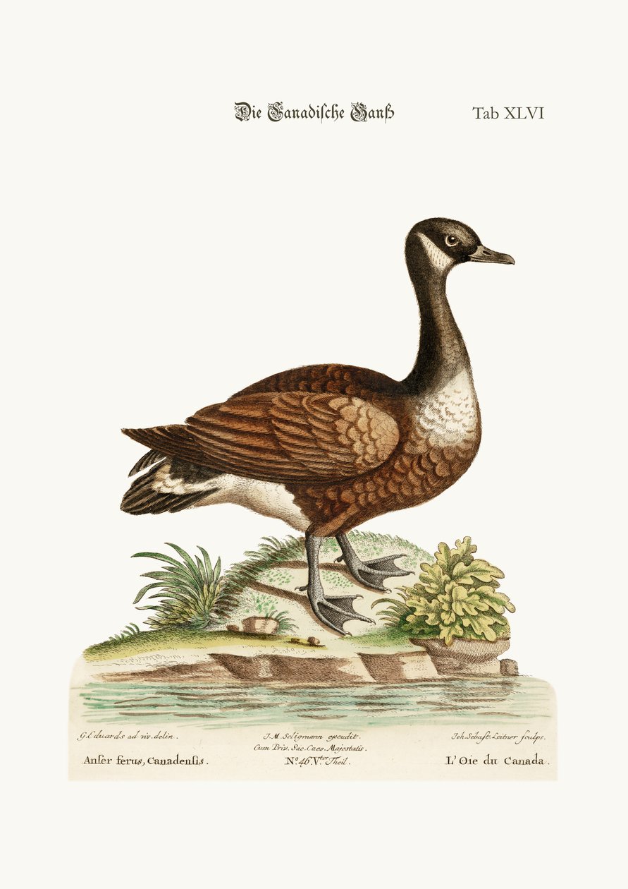 Canadagåsen, 1749-73 af George Edwards