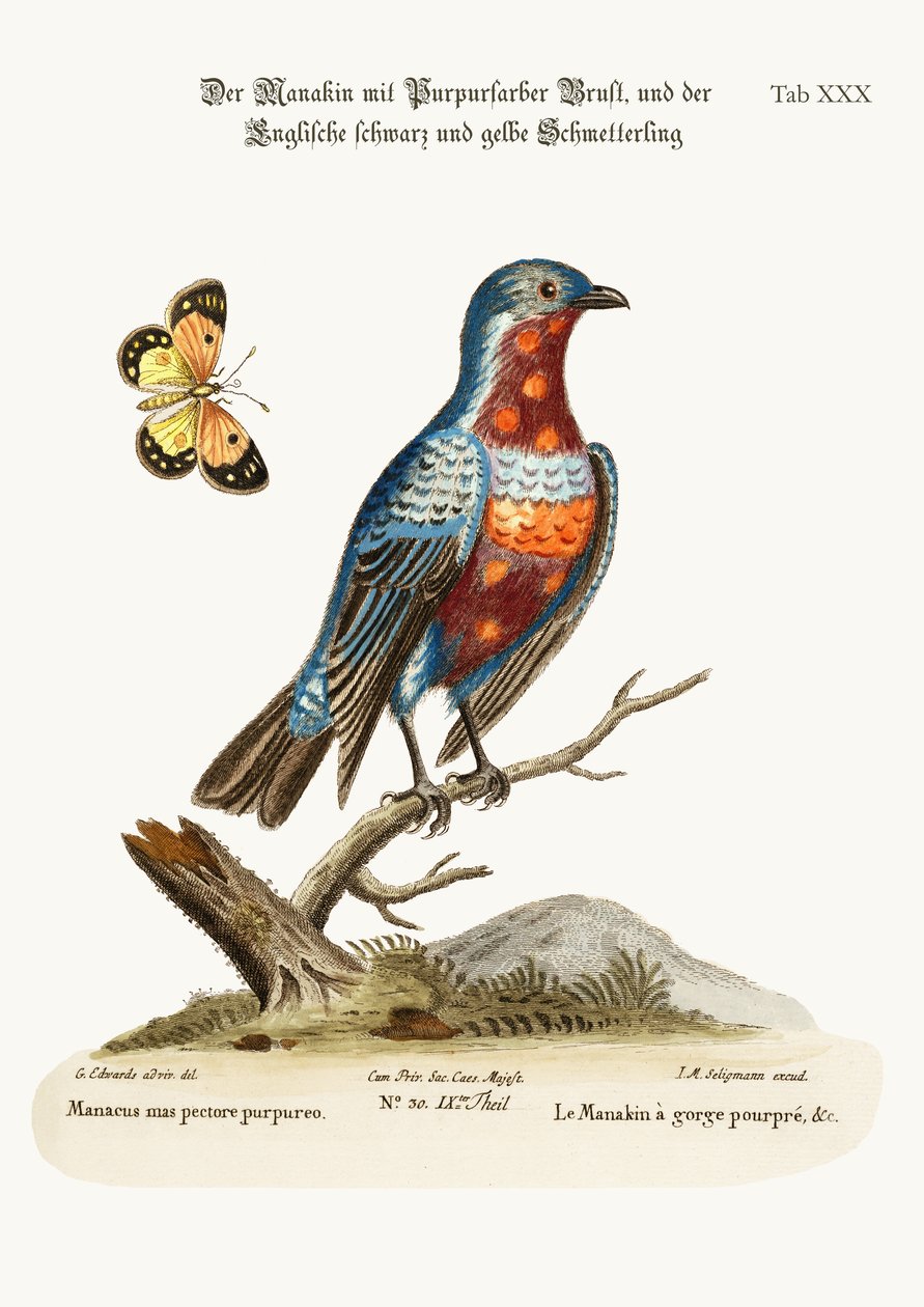 Hanen lillabrystede Manakin, 1749-73 af George Edwards