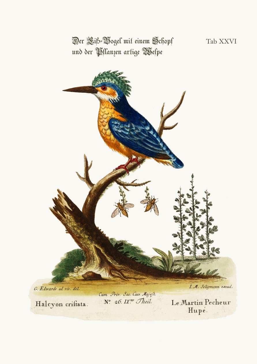 The Crested Kingfisher, 1749-73 af George Edwards